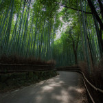 Bamboo Forest Path
